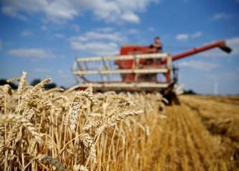 Жнива-2020: В Україні вже зібрано 36,7 млн тонн зерна