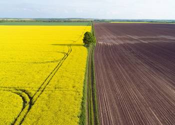 Тіньовий обіг зерна в Україні сягає 50%