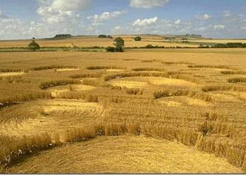 Херсонська область може втратити до 25% врожаю зернових через погодні умови