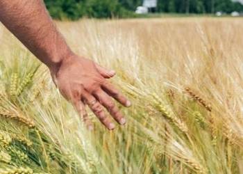 На Дніпропетровщині обмолочено понад 2,5 млн тонн ранніх зернових