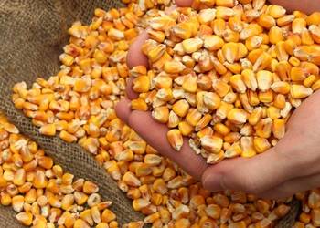 На Миколаївщині попри невелику врожайність кількість посівів кукурудзи зросла