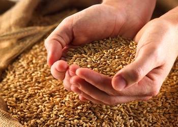 На Тернопільщині врожайність зернових зросла майже на 15%