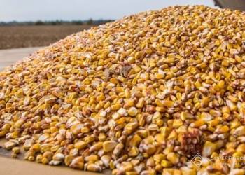 Аграрії намолотили майже 7 млн тонн кукурудзи
