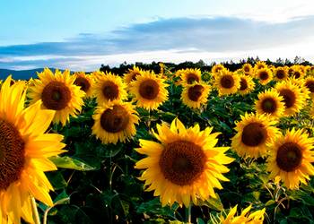 На Запоріжжі планують зібрати найбільший за останні роки врожай соняшнику
