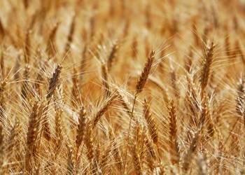 Харківщина стала лідером за валовим збором пшениці в Україні