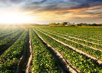 Міністерство аграрної політики розробило Державну цільову програму розвитку аграрного сектору економіки на період до 2020 року