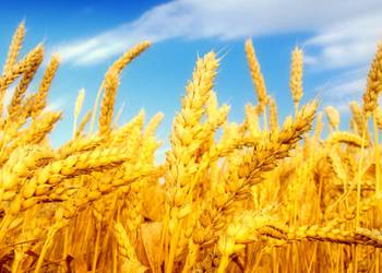 Світовий попит на українську пшеницю зростає