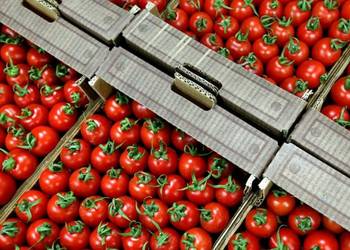Влада прислухалася до позиції ГС «АСУ» та готова почати роботу щодо збільшення квот на експорт оброблених томатів